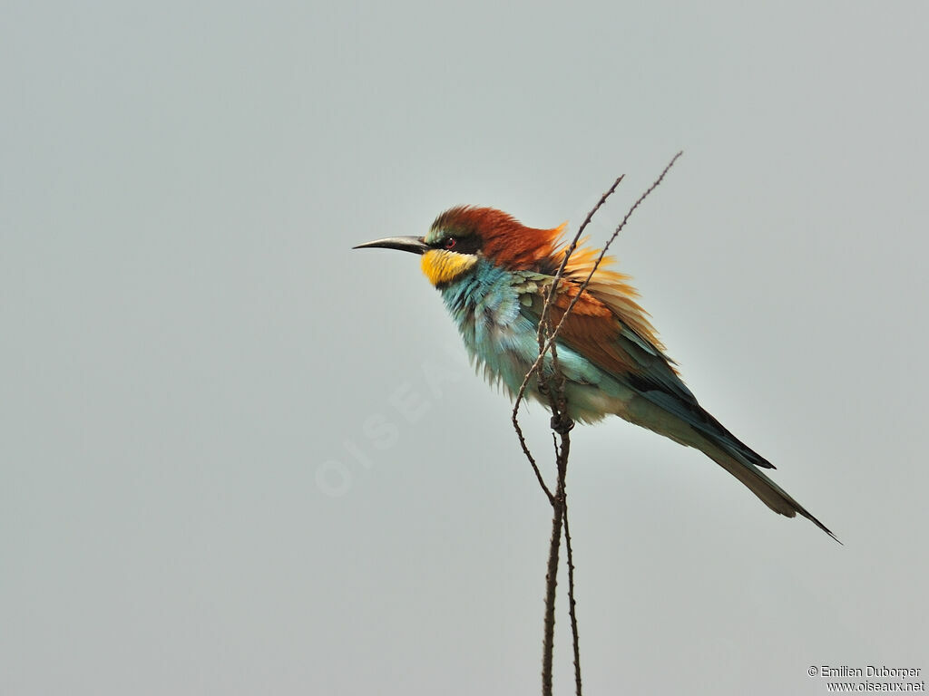 European Bee-eater