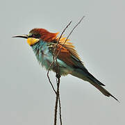 European Bee-eater