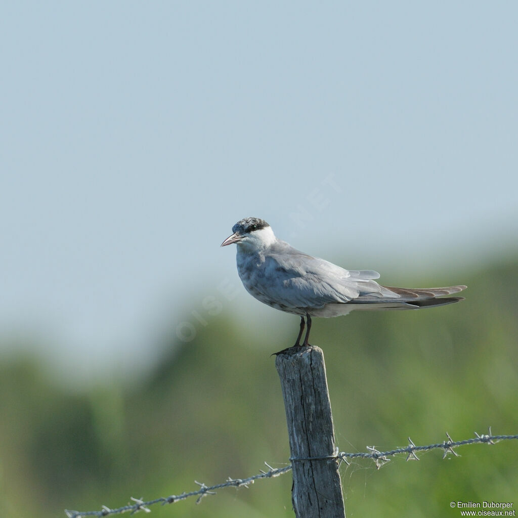 Whiskered Ternsubadult