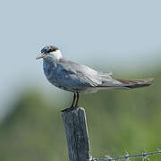 Whiskered Tern