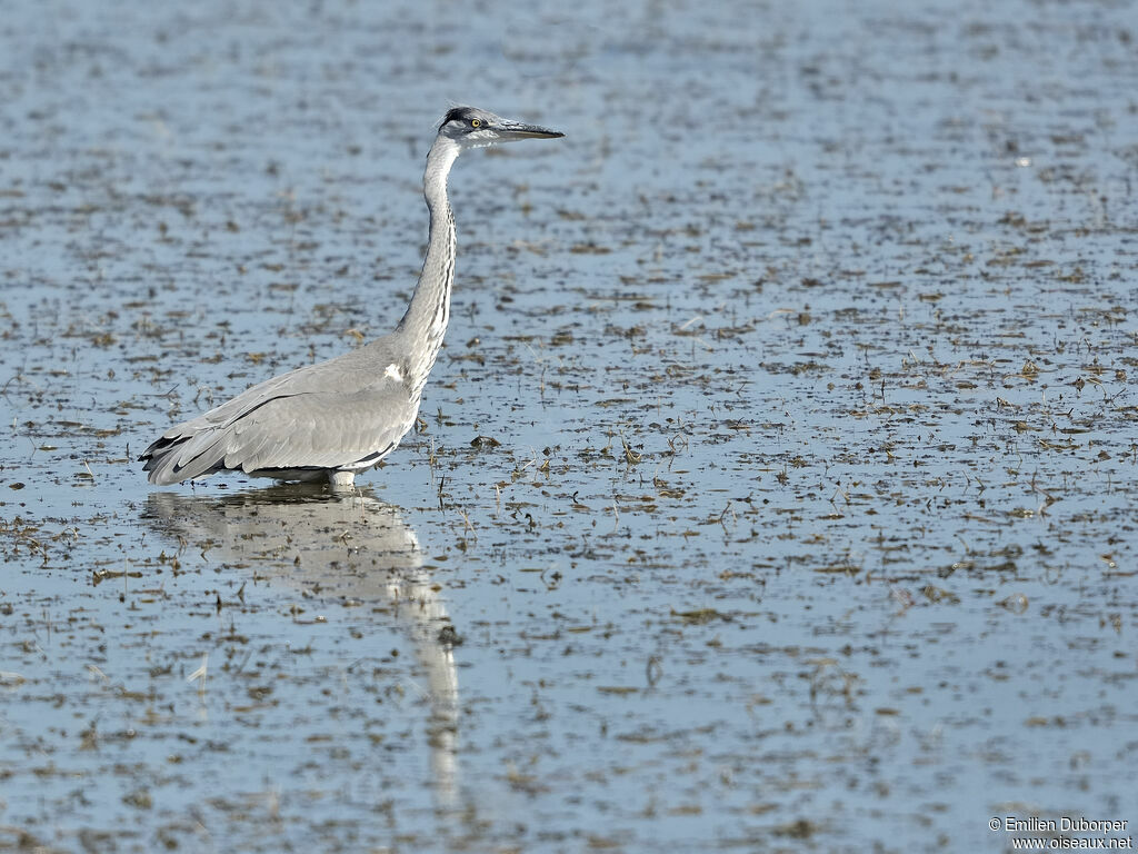 Grey Heron