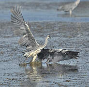 Grey Heron