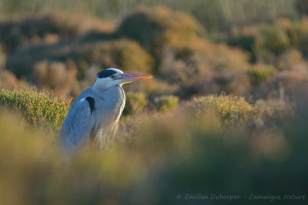 Grey Heronadult, Behaviour