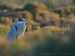 Grey Heron