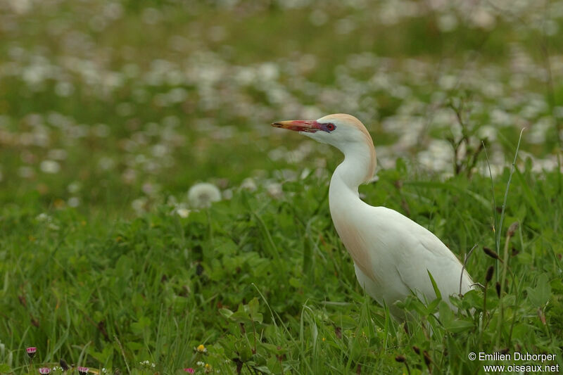 Western Cattle Egretadult breeding