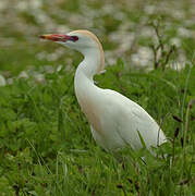 Western Cattle Egret