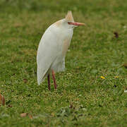 Western Cattle Egret