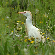 Western Cattle Egret