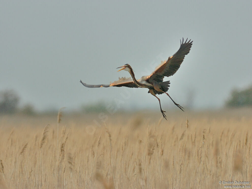 Purple Heronadult, Flight