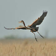 Purple Heron