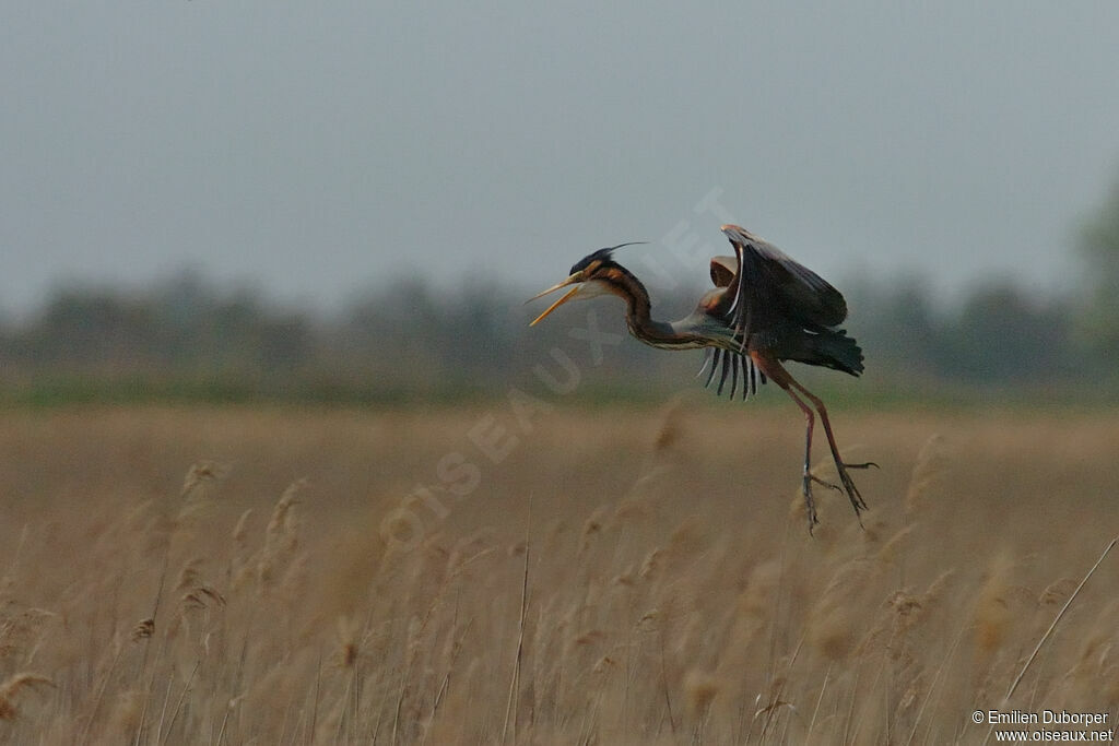 Purple Heronadult, Flight, Reproduction-nesting