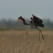 Purple Heron