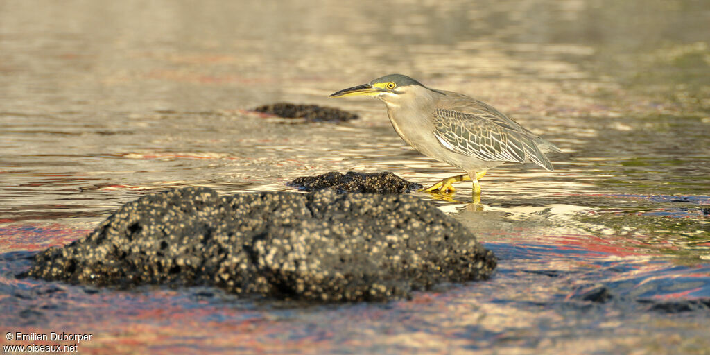 Striated Heronadult