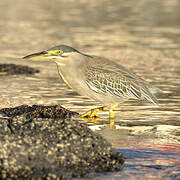 Striated Heron