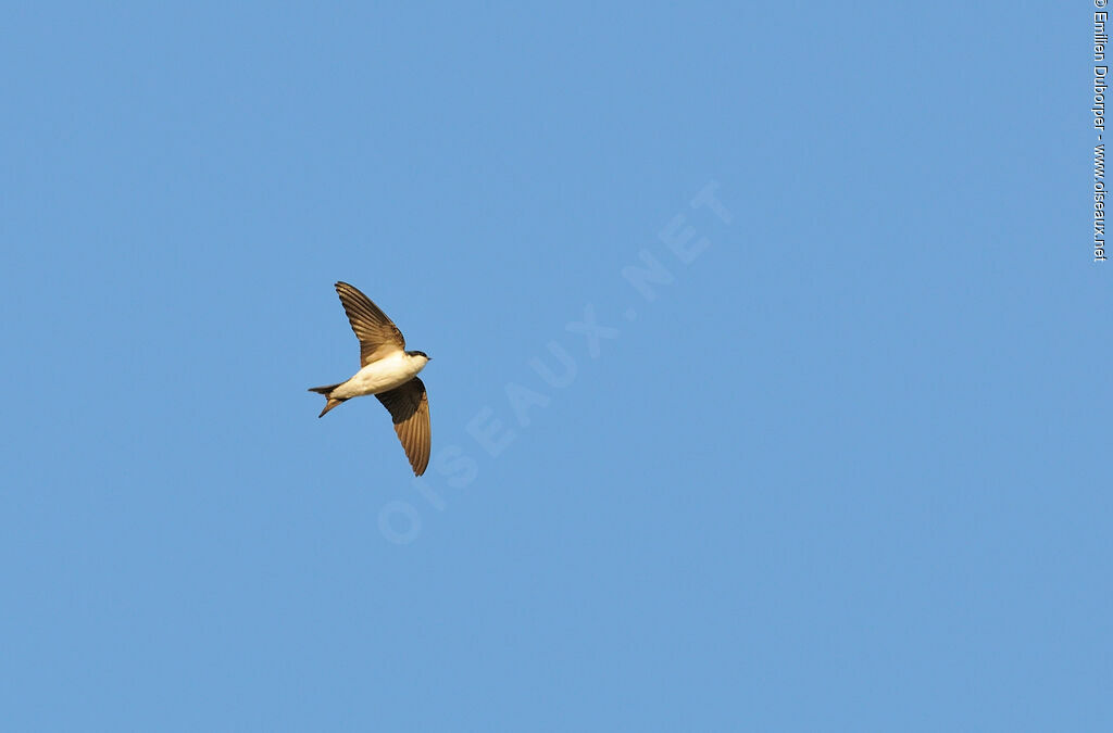 Western House Martin