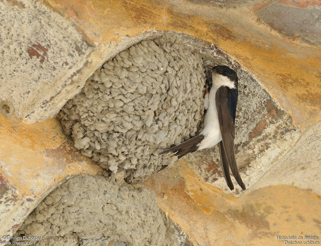 Common House Martinadult, Reproduction-nesting