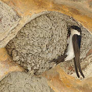 Common House Martin