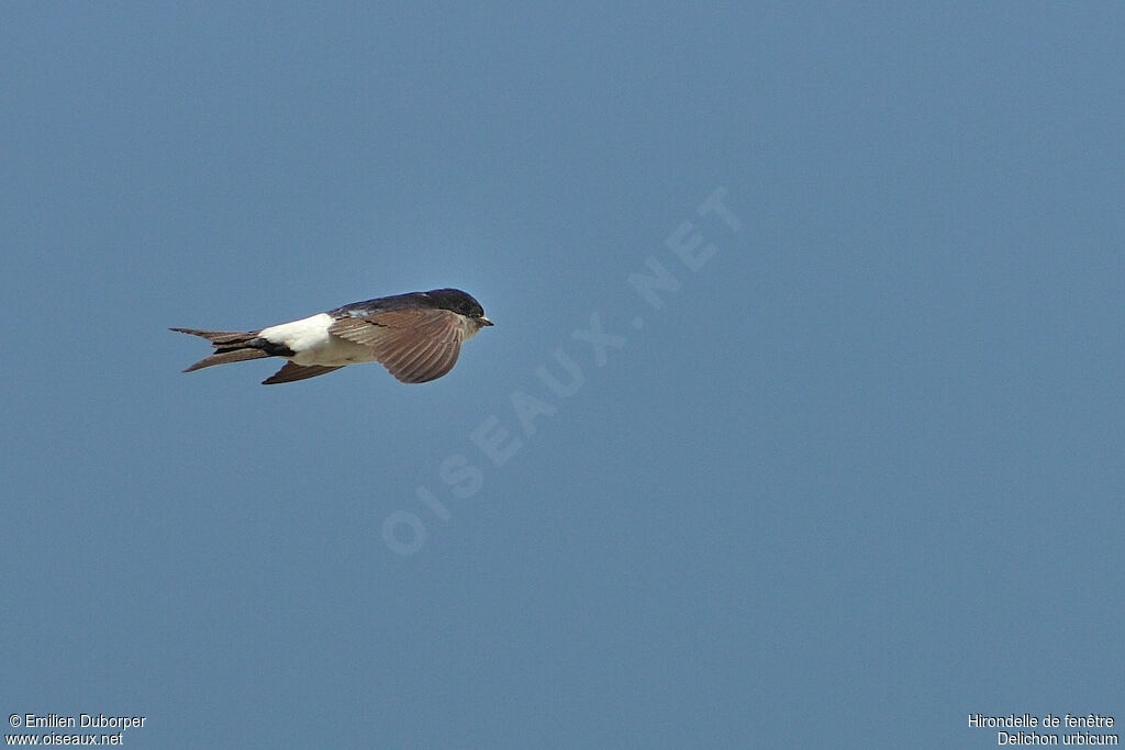 Common House Martinadult, Flight