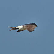 Western House Martin