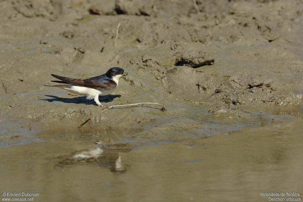 Common House Martinadult, Behaviour