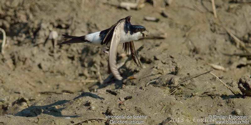 Hirondelle de fenêtreadulte, Vol, Comportement