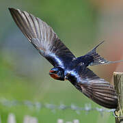 Barn Swallow