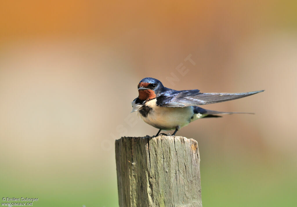 Hirondelle rustique