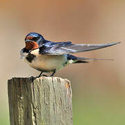 Barn Swallow