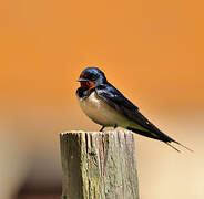 Barn Swallow