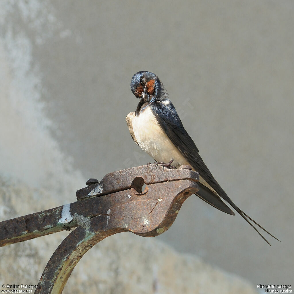 Hirondelle rustique, Comportement