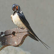 Barn Swallow