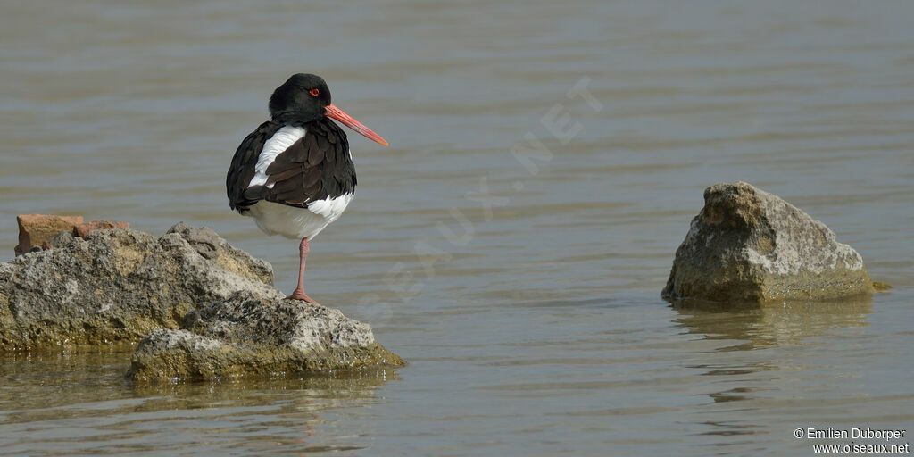 Huîtrier pieadulte, identification