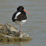 Eurasian Oystercatcher