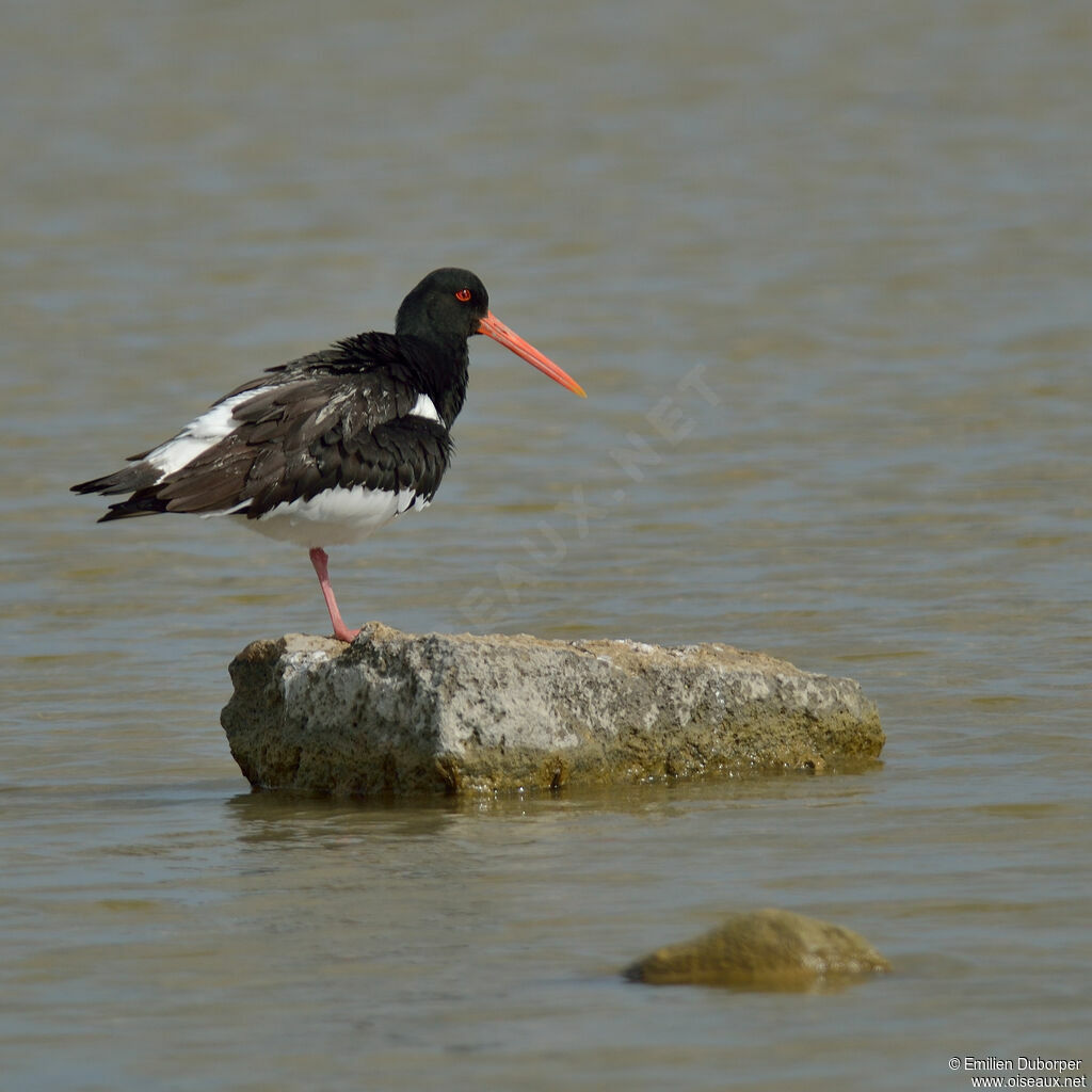 Eurasian Oystercatcheradult, identification