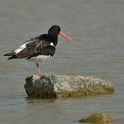 Eurasian Oystercatcher