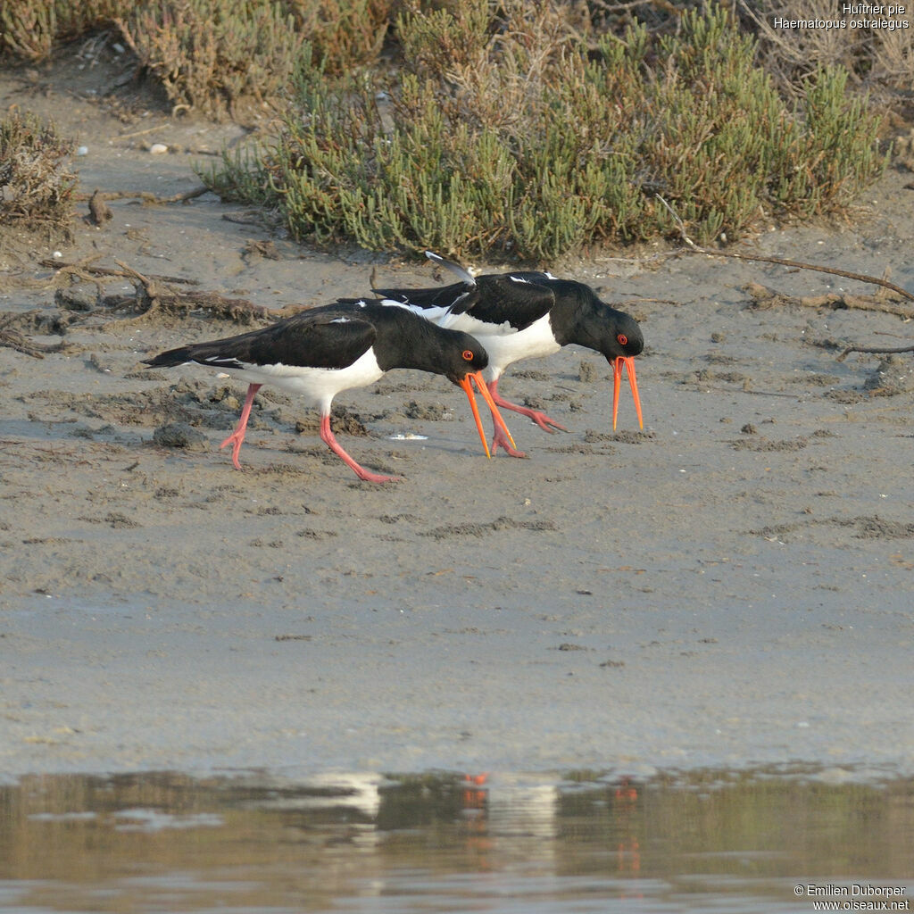 Eurasian Oystercatcheradult, Behaviour