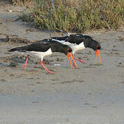 Eurasian Oystercatcher