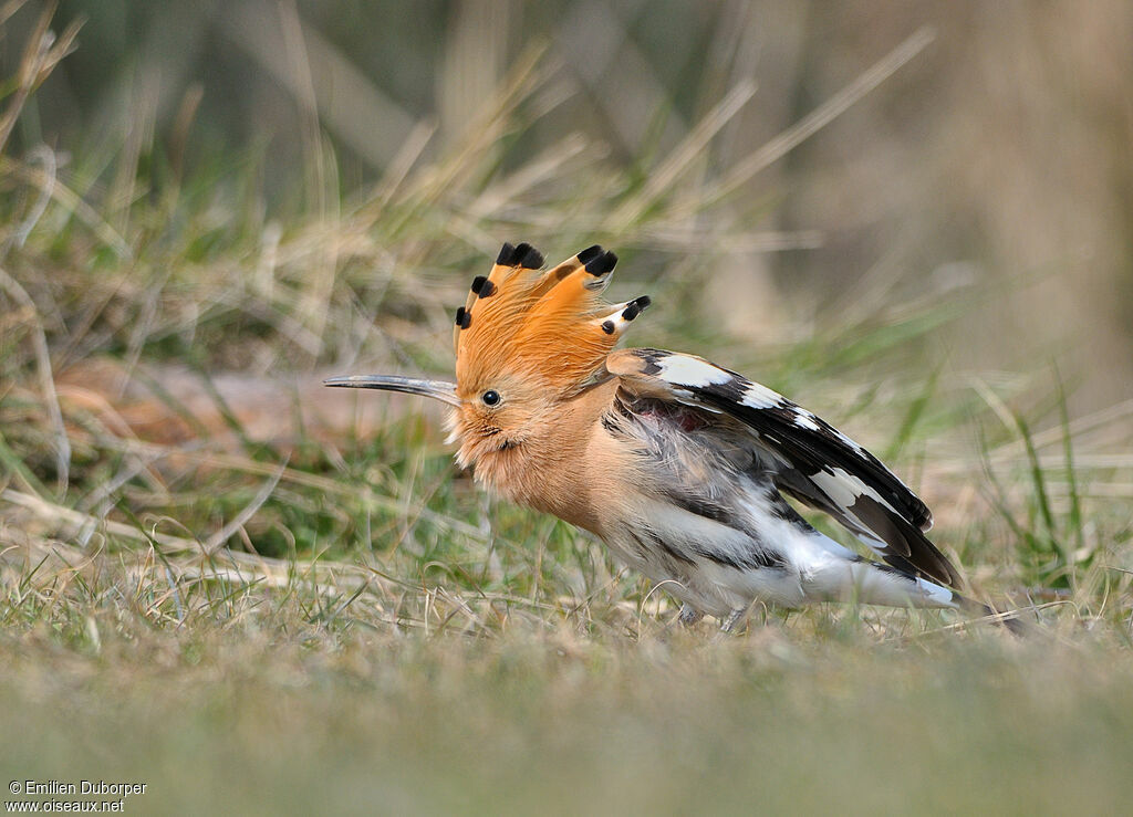 Eurasian Hoopoe