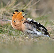 Eurasian Hoopoe