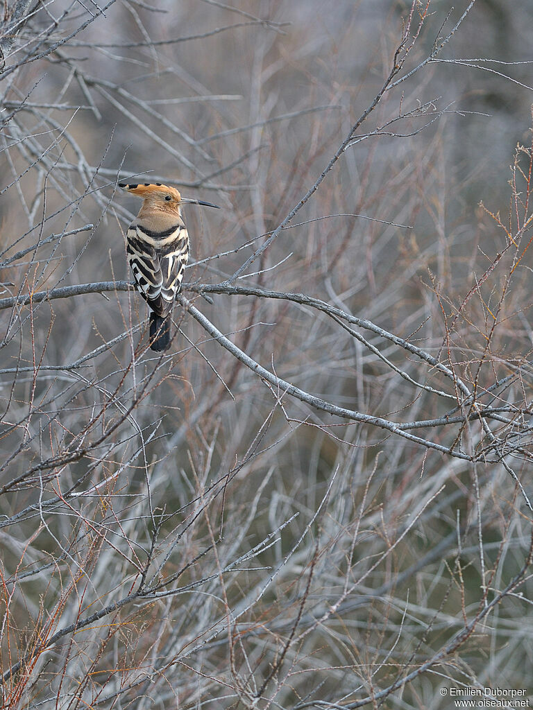 Eurasian Hoopoe