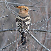 Eurasian Hoopoe