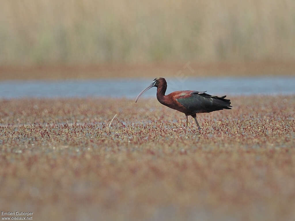 Ibis falcinelleadulte, habitat