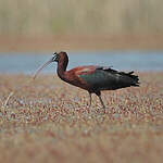 Ibis falcinelle