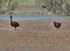 Ibis falcinelle