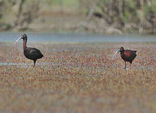 Ibis falcinelle