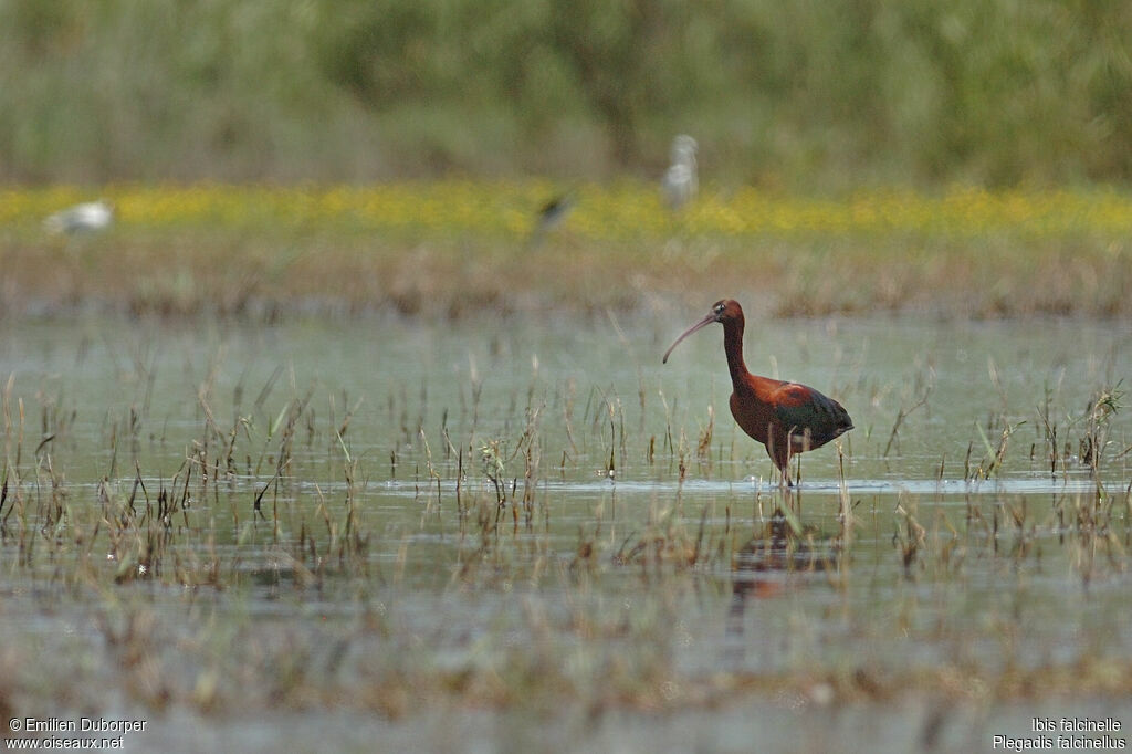 Ibis falcinelleadulte