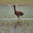 Ibis falcinelle