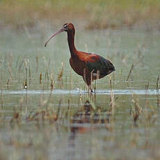 Ibis falcinelle