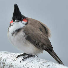 Bulbul orphée