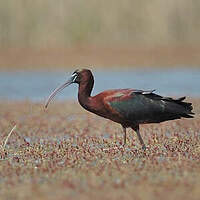 Ibis falcinelle